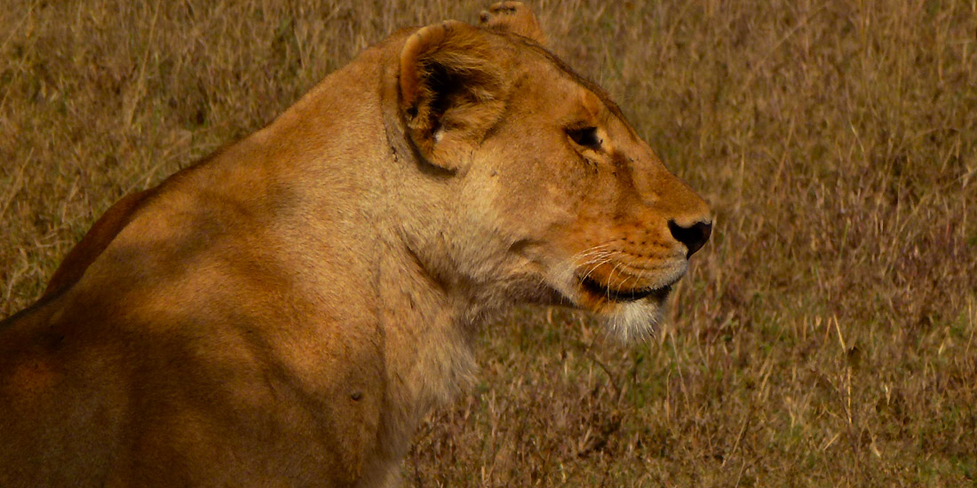 Serengeti Migration 