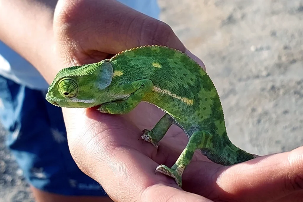 A vibrant, colorful chameleon sitting calmly in a hand, showcasing facts About Tanzania - with Pure Afro Travels.