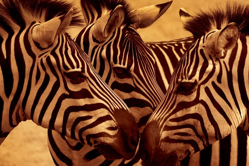 Artistic wildlife photography of wild zebras highlighting the distinctly boutique luxury travel style of Pure Afro Travels.
